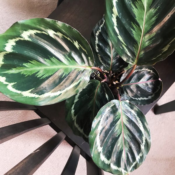 Friday's news cycle was pretty awful, so I ended up going to the plant store to buy pots. I bought zero pots and instead bought this red prayer plant (red/purple underside). It folds its leaves up at night!
