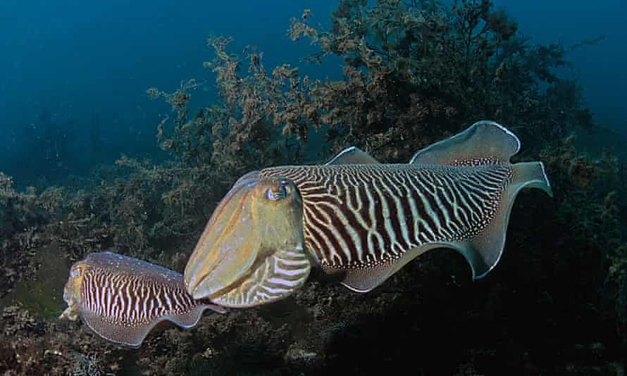 The cuttlefish delayed gratification when it led to a food item of higher quality and were able to maintain delays for periods of up to 50 to 130 seconds.