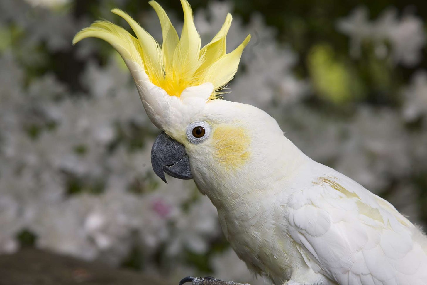 Yellow-crested Cockatoo | Zoo Atlanta