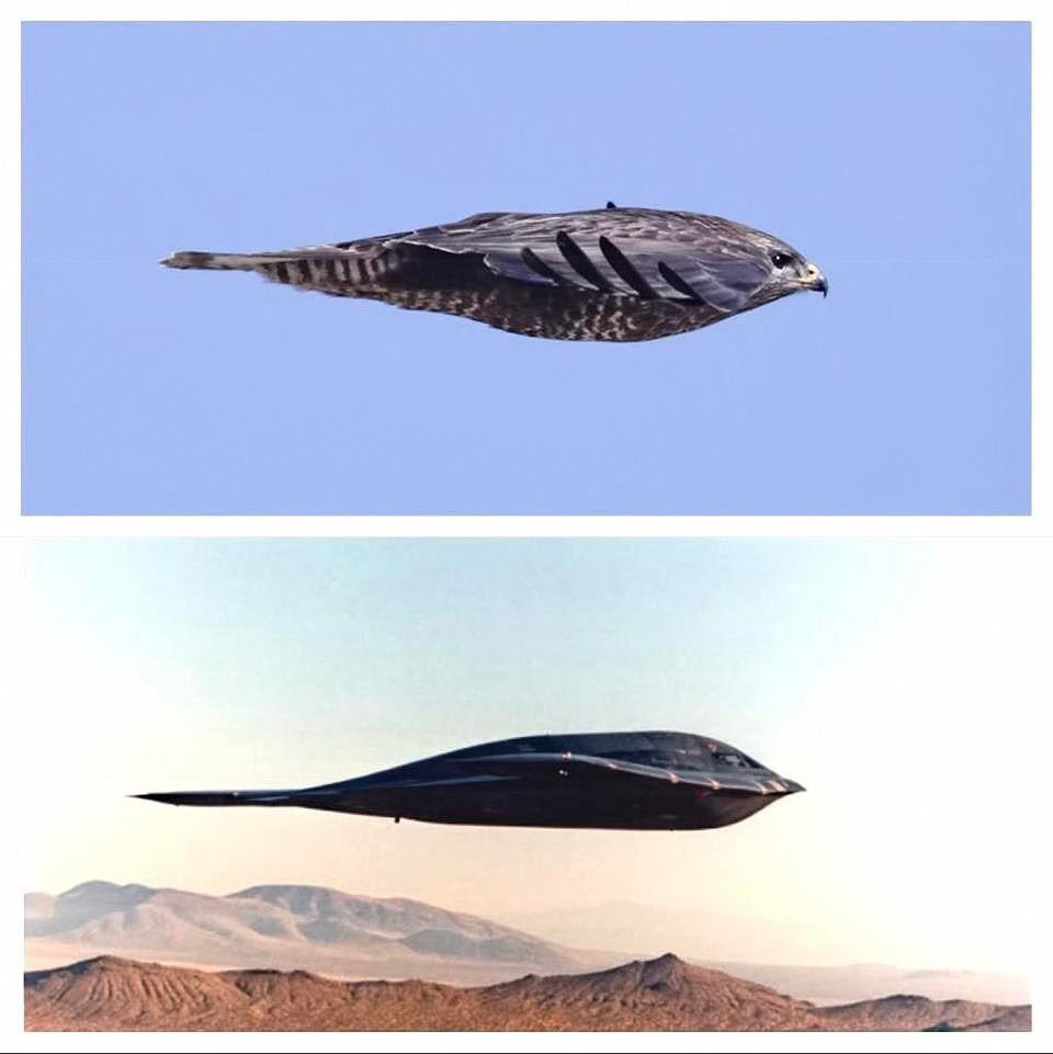 Peregrine falcon and a B2 Bomber : r/interestingasfuck