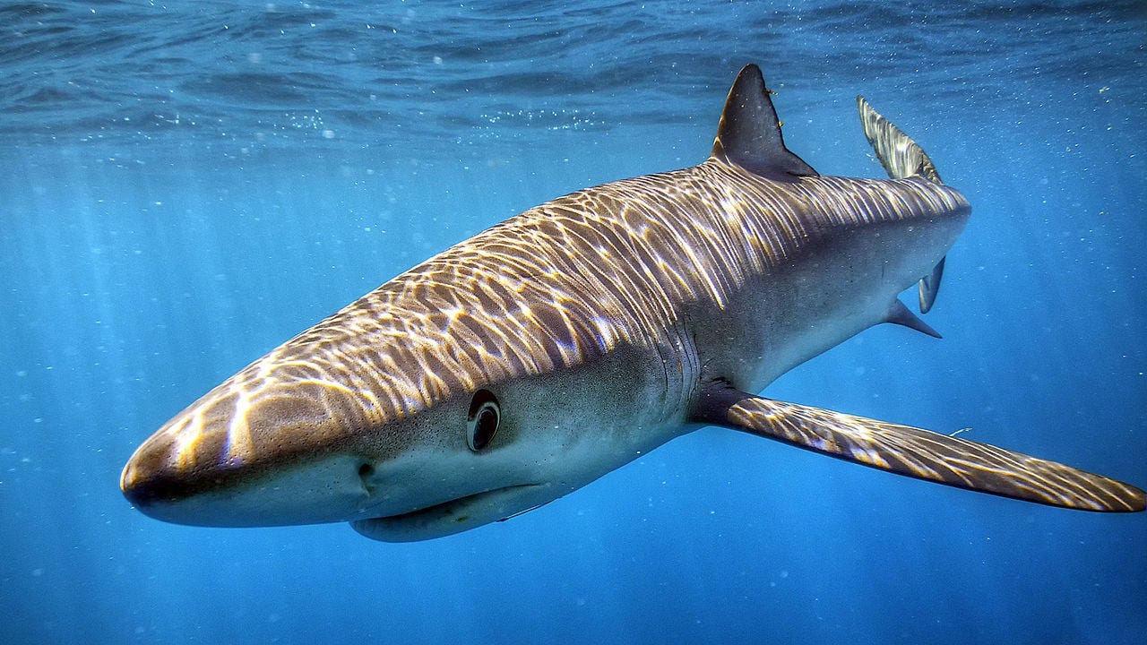 Blue &amp; Mako Shark Diving | San Diego Shark Diving