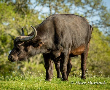 zape-buffalo
