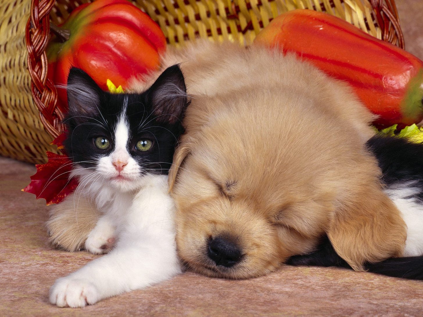 A cat and a dog lying on a blanket

Description automatically generated with low confidence