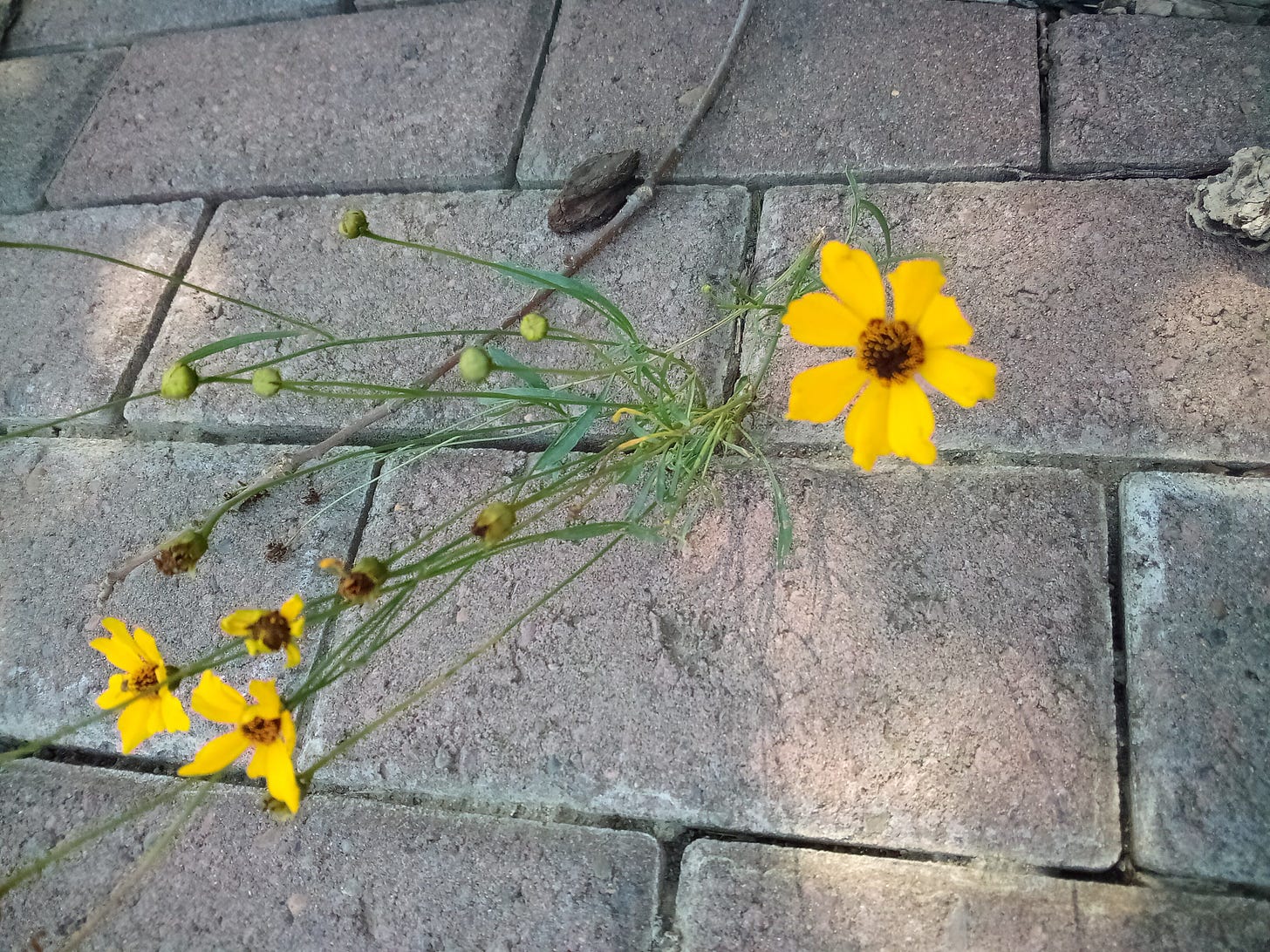 Yellow flower growing out of pavement