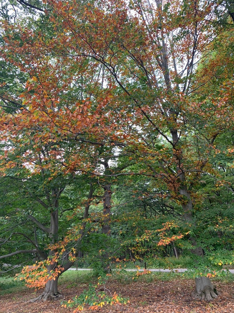 Two large trees with a mixture of green leaves and orange to red leaves at the ends of some branches. They are situated next to a paved road.