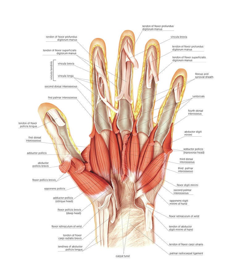 Muscles Of The Hand Photograph by Asklepios Medical Atlas