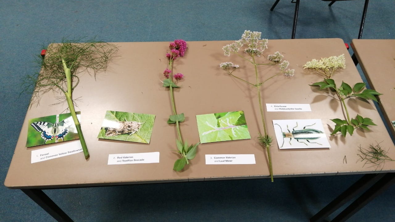 Plant cuttings, photos of insects and labels on a primary school table