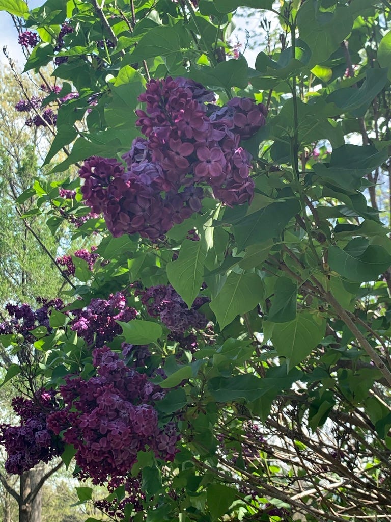 Dark purple lilac flowers on a very green bush.