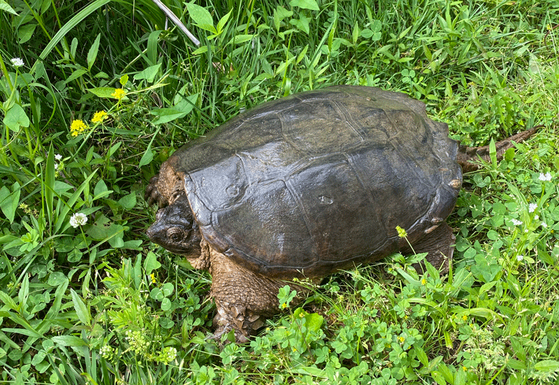 My mother and the Hawaiian Honu