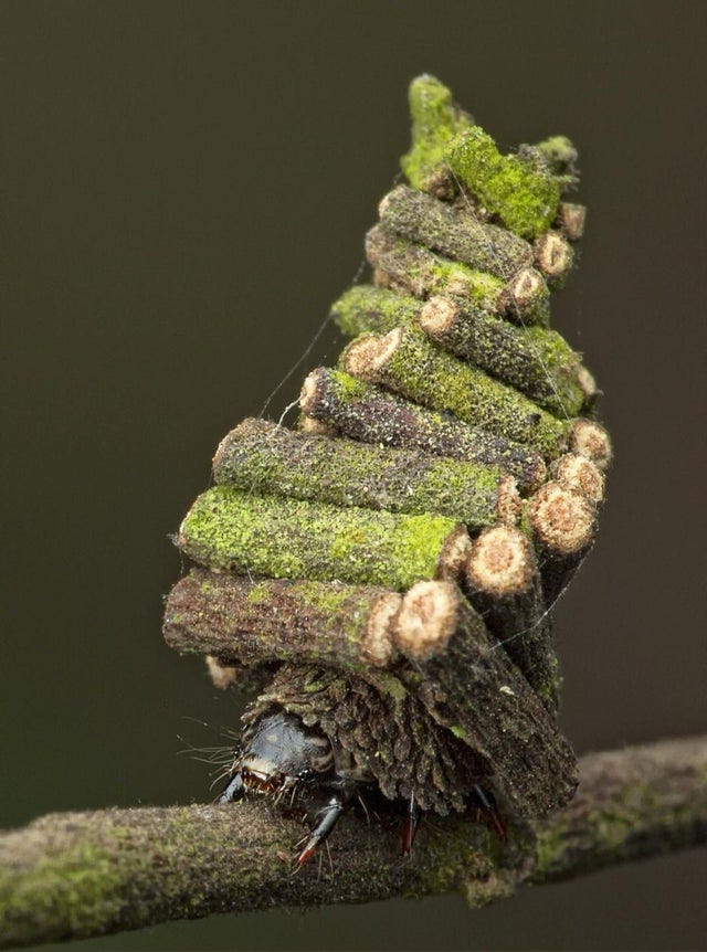 r/interestingasfuck - The Bagworm moth caterpillar cuts up pieces of plant to create a home.