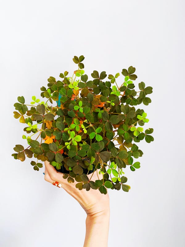 Oxalis vulcanicola burgundy - it looks more purple than this photo shows & also has these beautiful little yellow blooms.