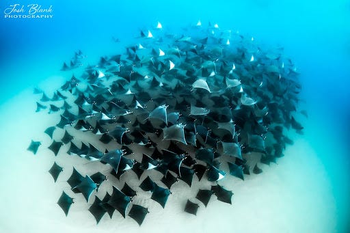 Group of rays