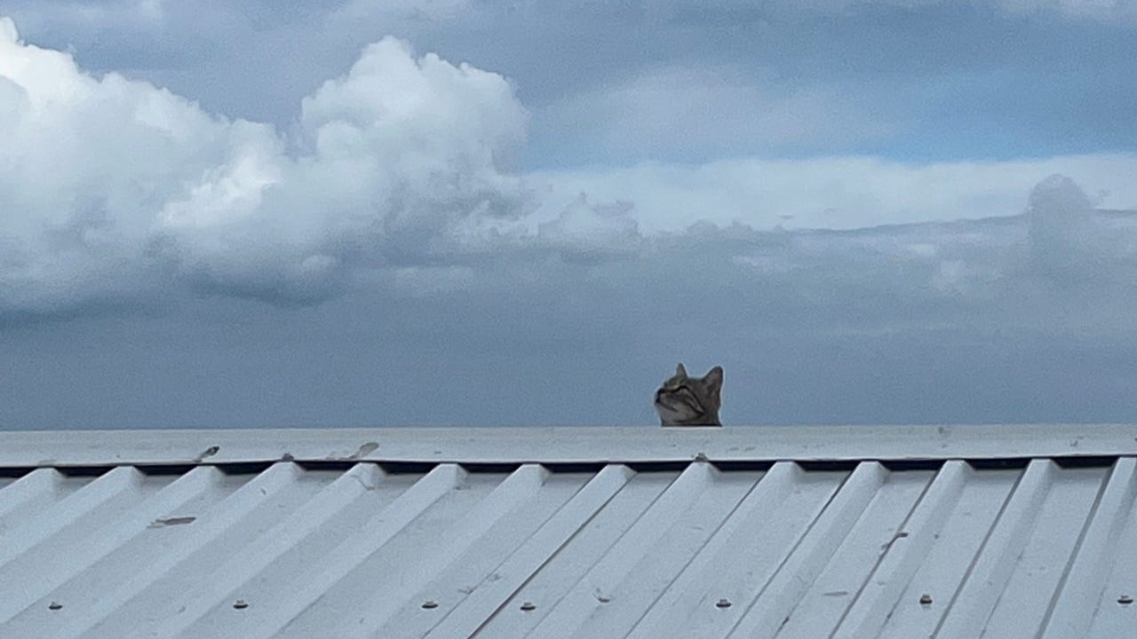A cat peeks from behind a roof top, looking somewhere upwards in the distance. Cloudy sky is in the background.