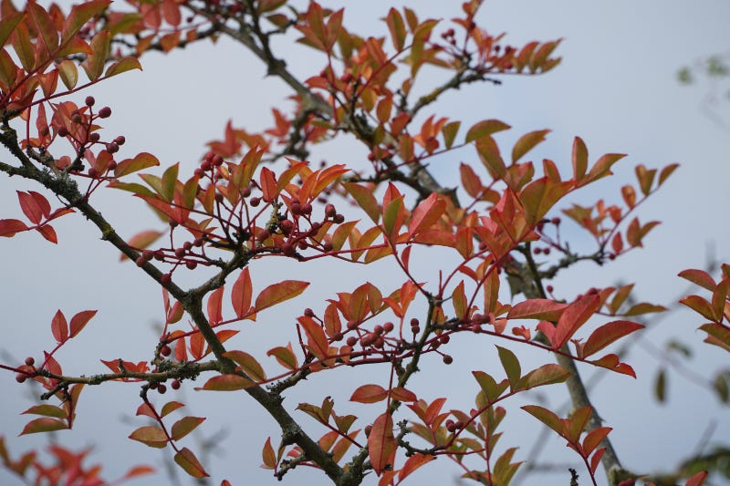 Autumnal foliage 