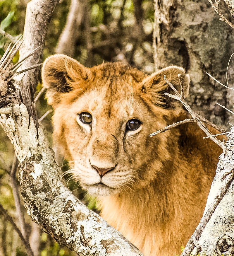 A lion (Panthera leo)