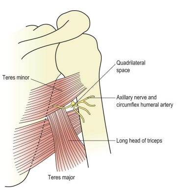 Pain in the Back of the Shoulder: Quadrilateral Space Syndrome — Dynamic  Physio Therapy | Naples, FL | Physical Therapy