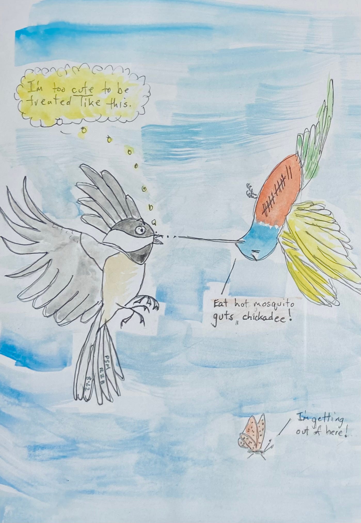 Chickadee vs. Hummingbird