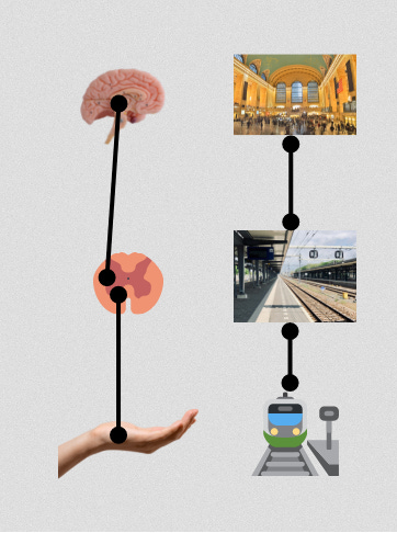 Neuron connections and train stations