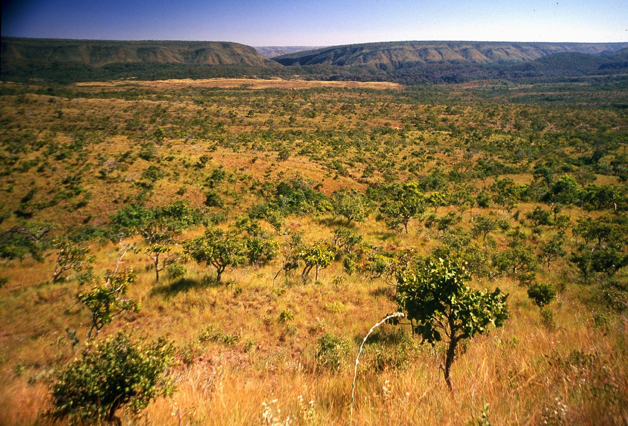 Cerrado: Segundo maior bioma brasileiro passa por inventário - Ecoa