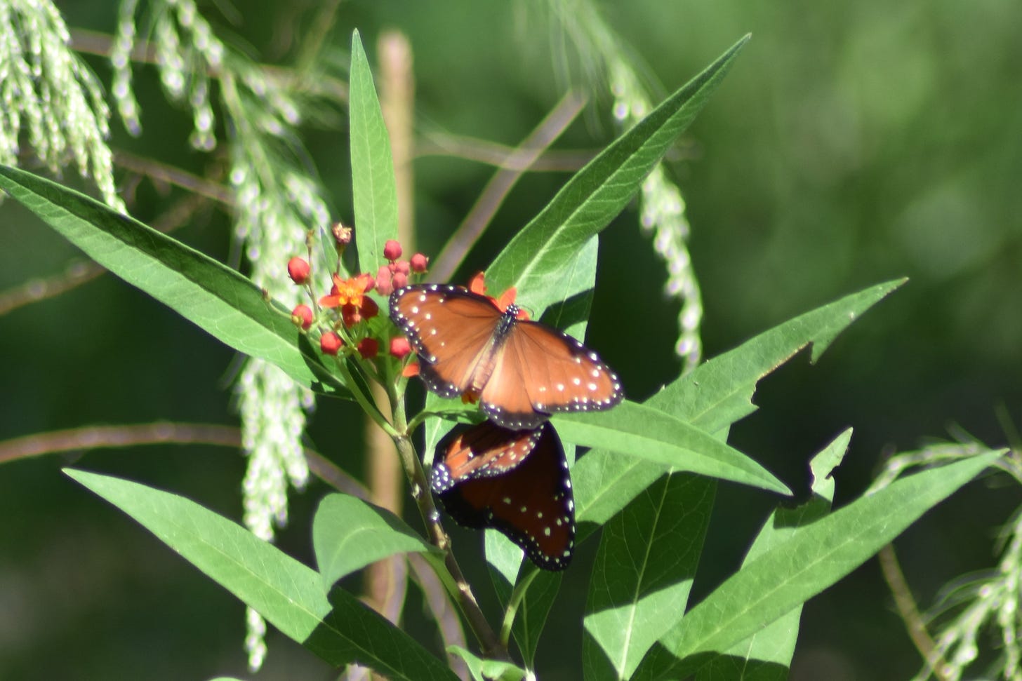 Danaus gilippus -- Queen butterfly on tropical milkweed plant