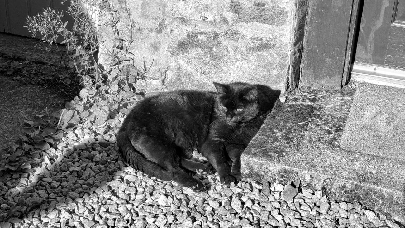 A black cat lies in the sunshine