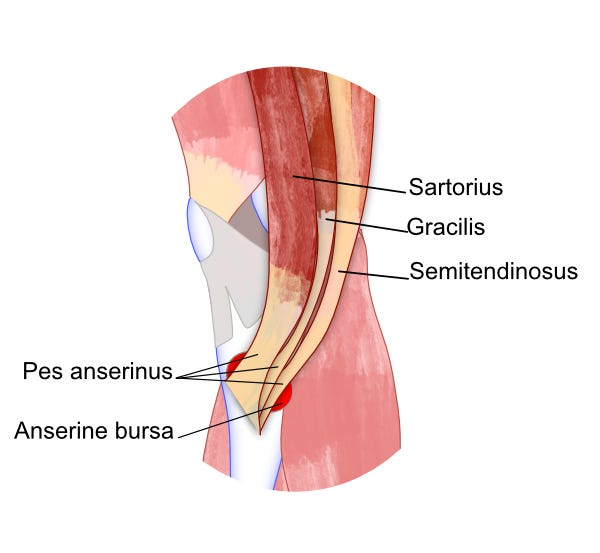 illustration of pes anserinus muscle attaachments