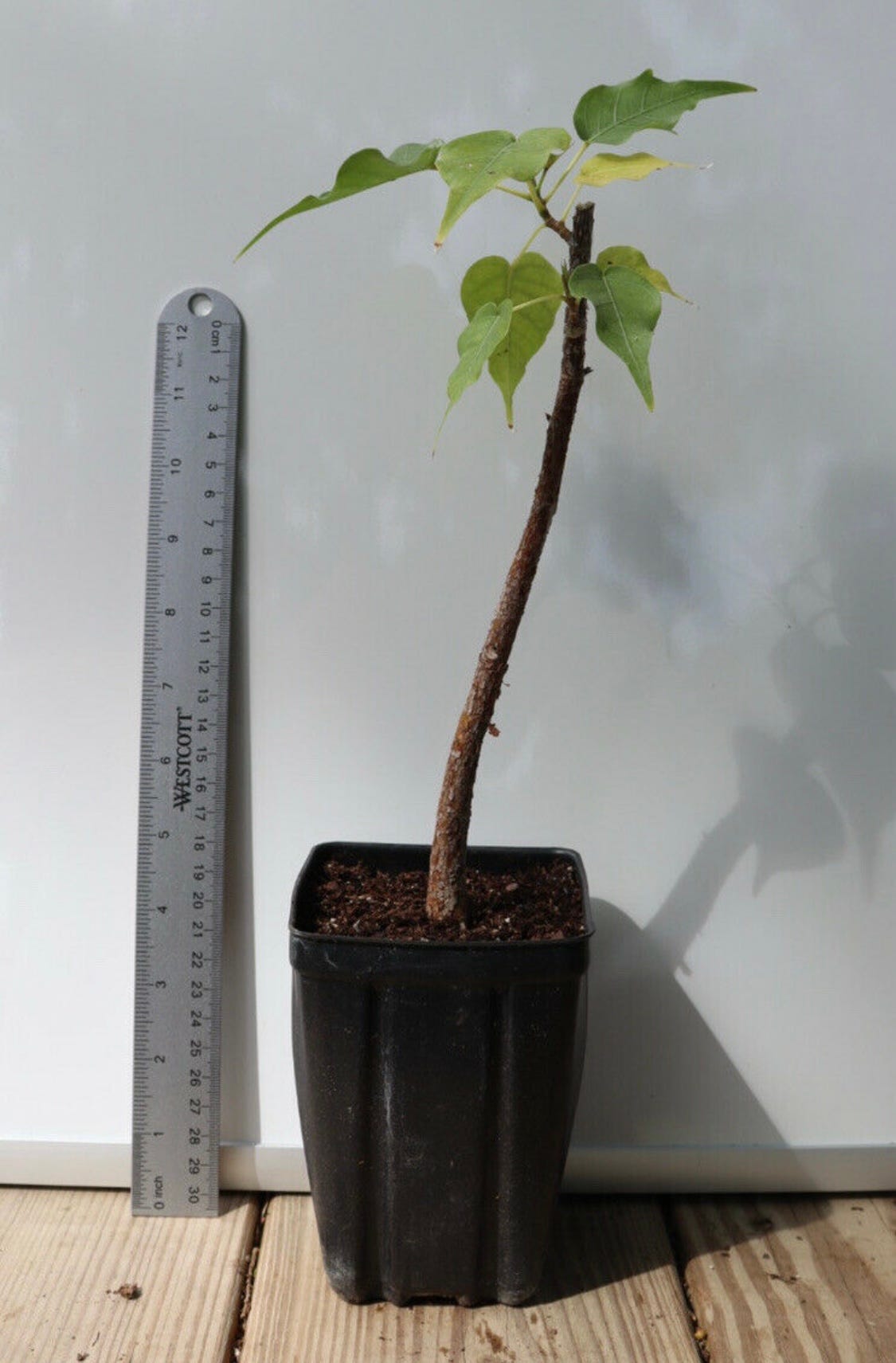 ID: Photo of a young ficus religiosa seedling with just a few leaves.