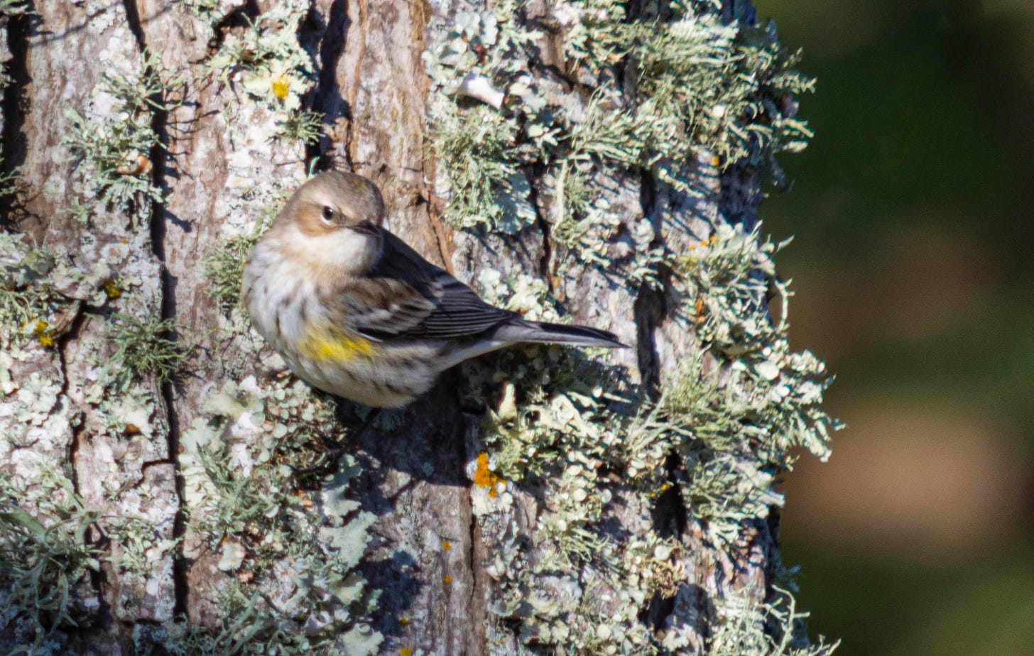 a small sparrow with a yellow breast perched on the side of a tree trunk with grey moss