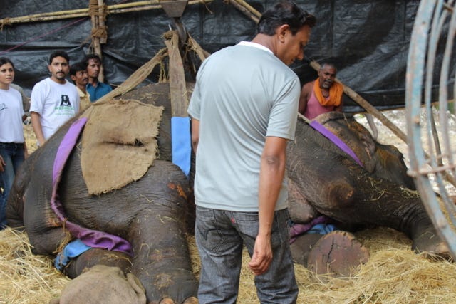 Dr. Yaduraj with Wildlife SOS tends to Bijlee with the help of volunteers