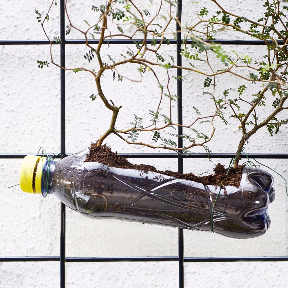 Image of a plastic drinks bottle that has been made into a planter