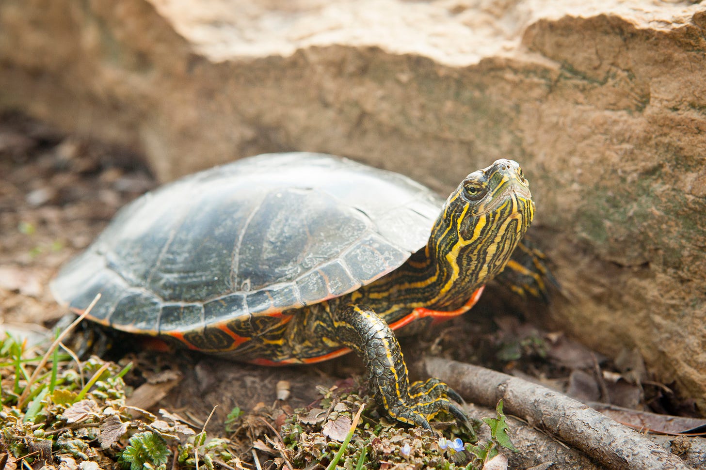 Painted Turtle Gets DNA Decoded | Newswise: News for Journalists