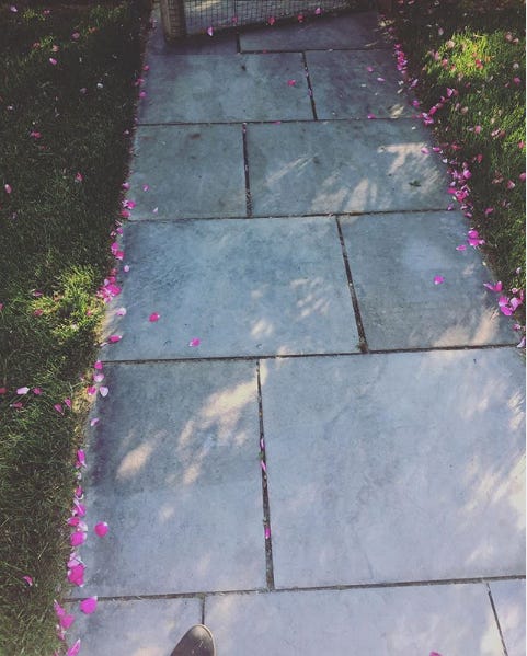 & rose petals line our path