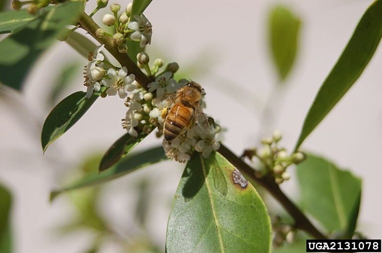 Honey bee on inkberry holly (Ilex glabra)