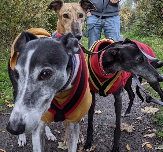 Three greyhounds: Potter, Tiger and Harmony