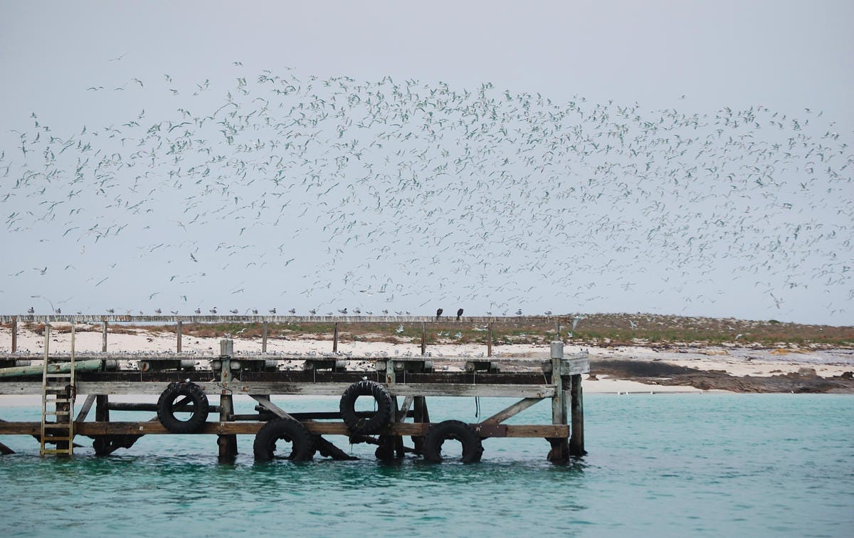 House Bay, Dassen Island, birds