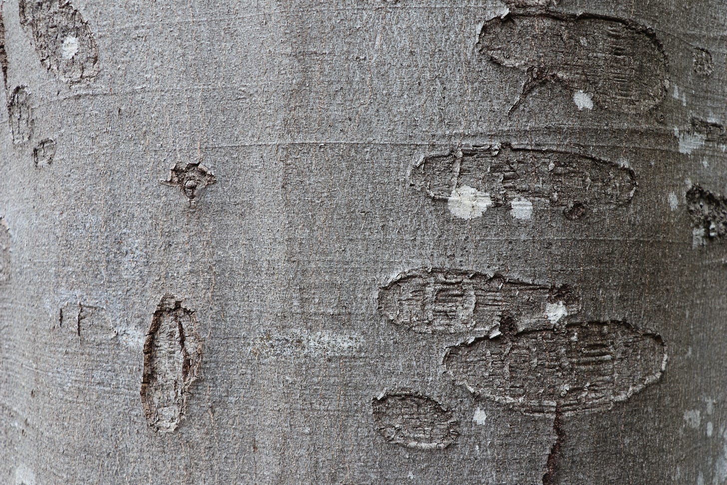 Grey, smooth Fagus sylvatica bark with several small round scars.