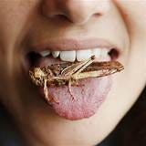 8 Edible Bugs That Could Help You Survive - Eat Tomorrow Blog