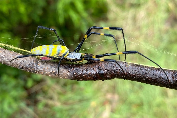 A large spider with a bright yellow abdomen and black legs with yellow bands is pictured perched on a thin branch