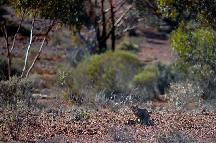 Cat sitting in the outback