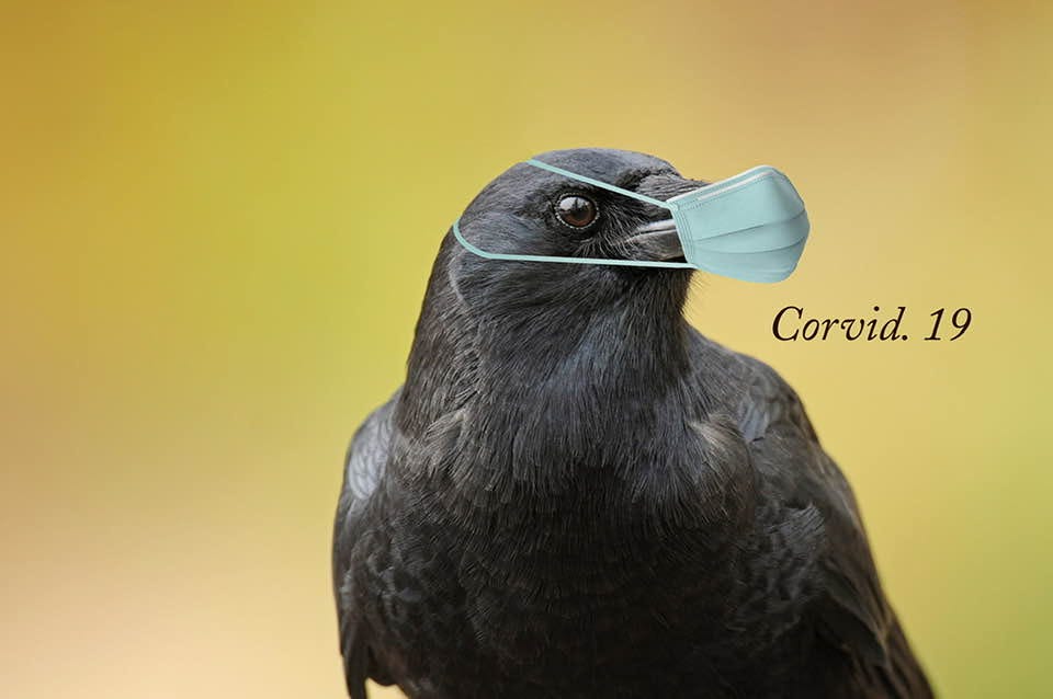 Image may contain: bird, possible text that says 'Corvid. 19'