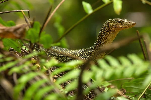 A young specimen of Varanus bennetti, a newly described species of monitor lizard on Losiep Island, Micronesia.