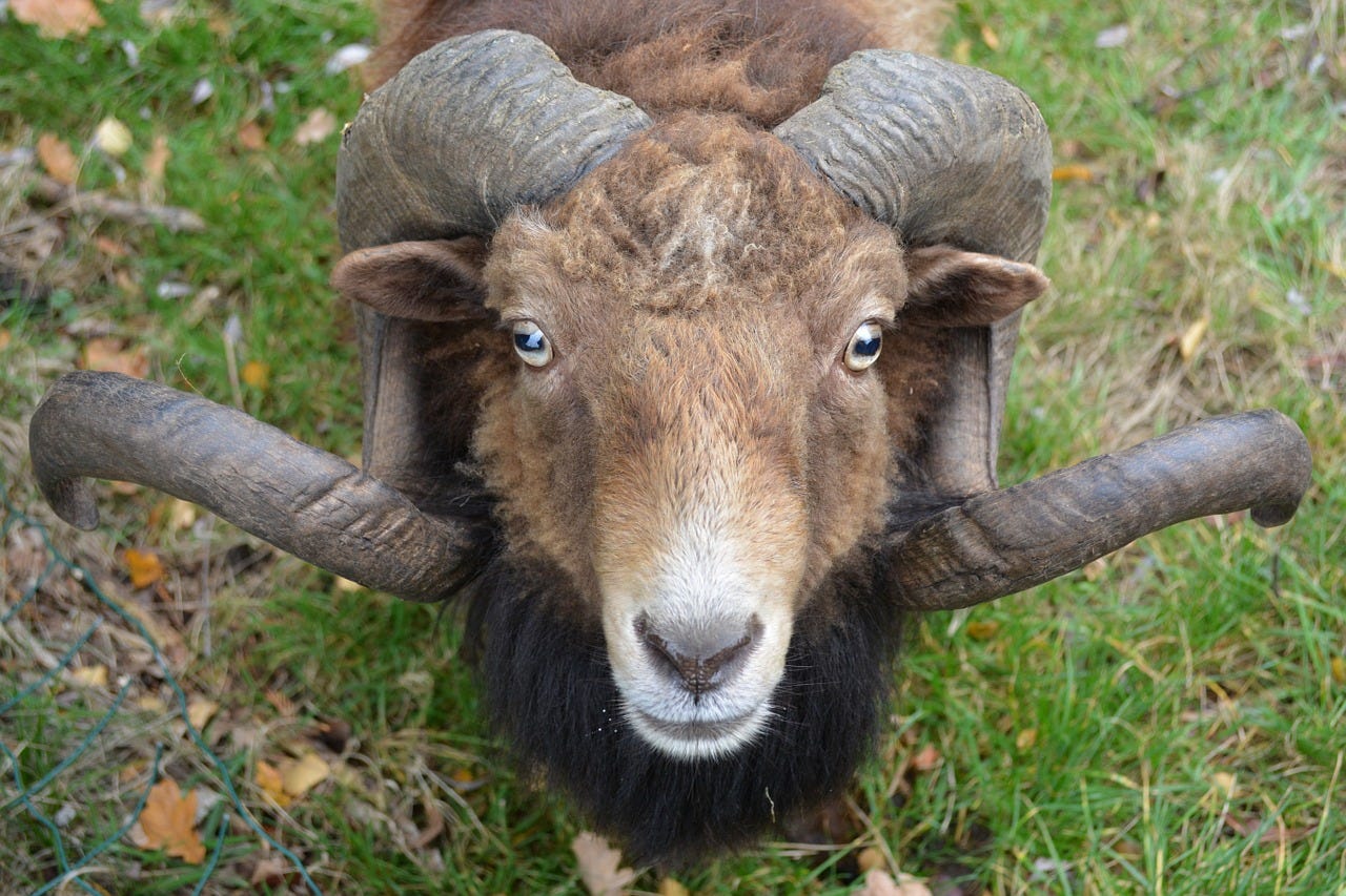 A mature brown ram with curling horns is staring directly into the camera at close range.