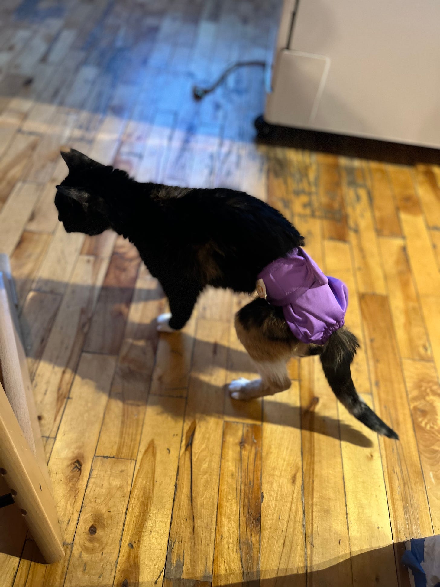 A small, dark-colored cat in a purple diaper on a hardwood floor.