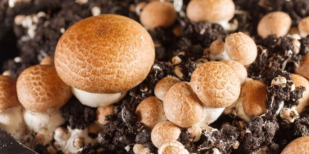 Complete Guide To Cremini Mushrooms - GroCycle