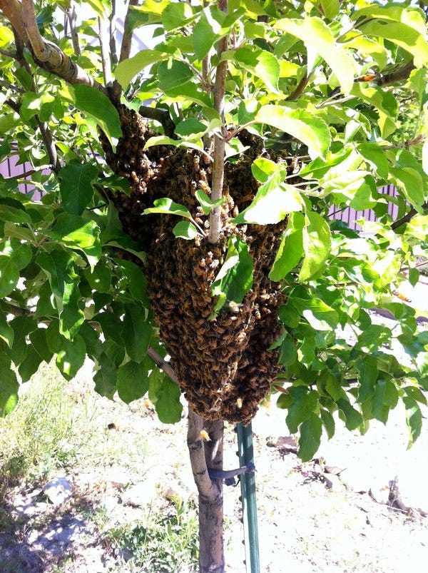 Swarm lodged in a fruit tree in my garden.
