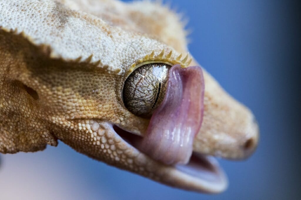 Closeup of a gecko licking its own eye