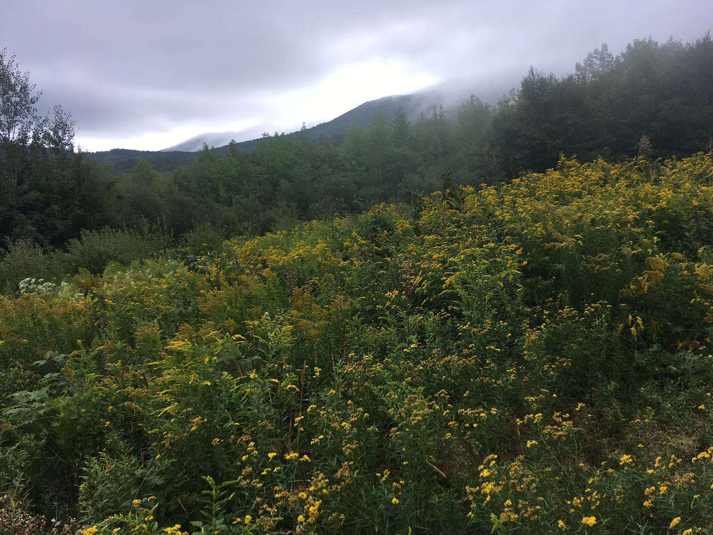 A meadow full of goldenrods in bloom with a mountain ridge shrouded in fog in the background