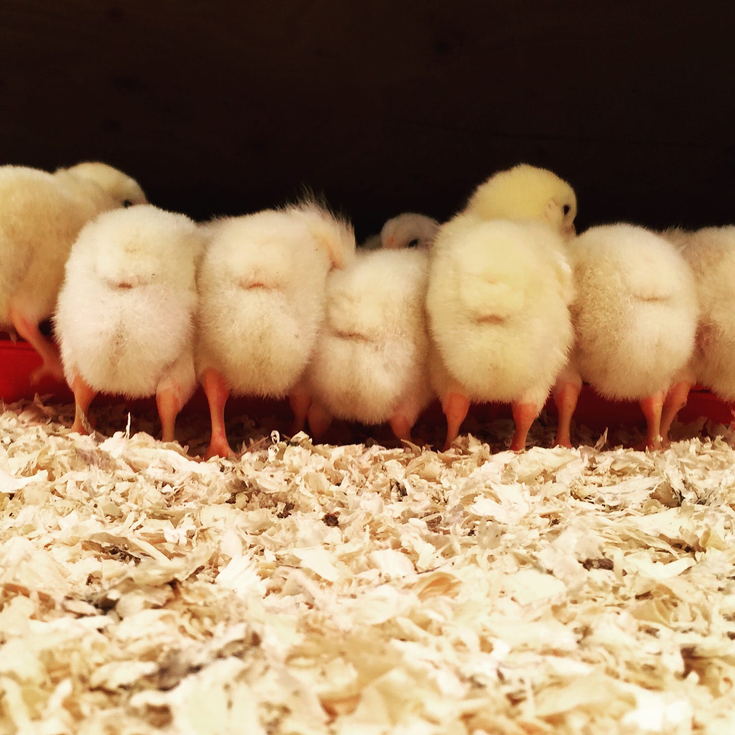day_old_chicks_in_brooder