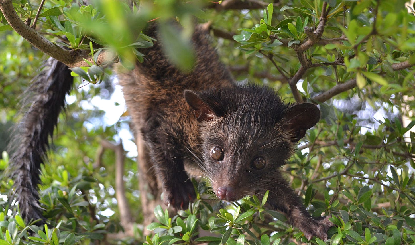 A Civet Cat stares out from the branches of a tree. It a reddish-brown cat with a pointed rat like face, and long tail wrapping around a tree branch.