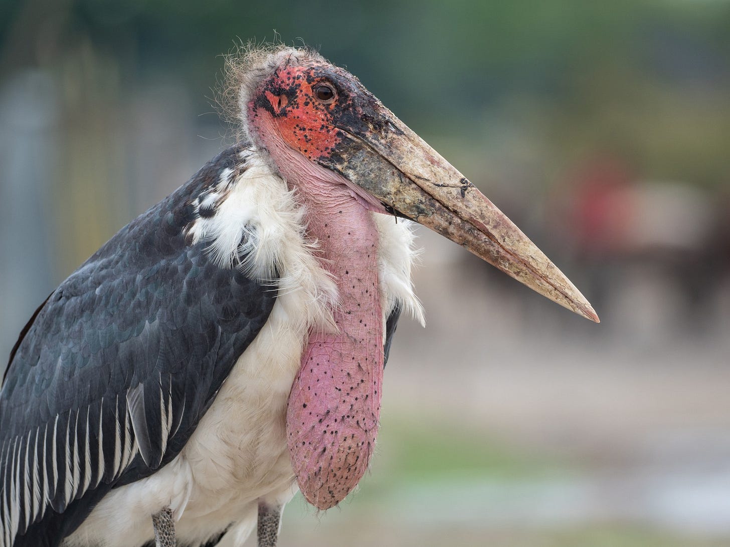 Marabou Stork - eBird